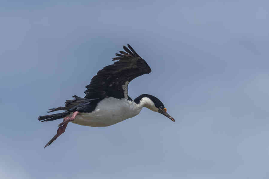 Cormoran Real - islas Falkand o Malvinas 04.jpg